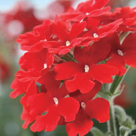 Verbena Superbena Royal Red