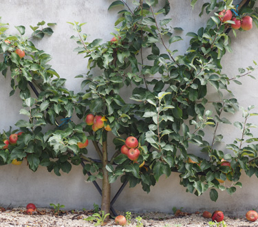 espalier apple