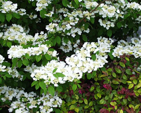 Viburnum