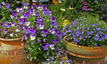 violas lobelia