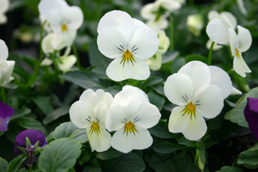 violas