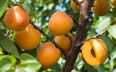 apricot