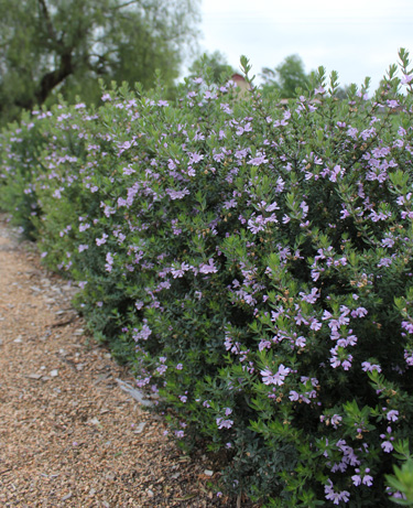 westringia naringa