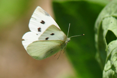 white butterfly