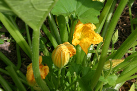 Zucchini in flower